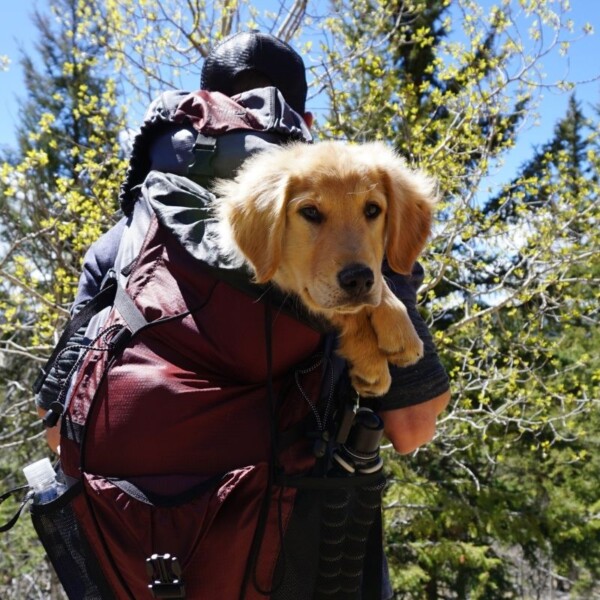 Dog hiking in backpack