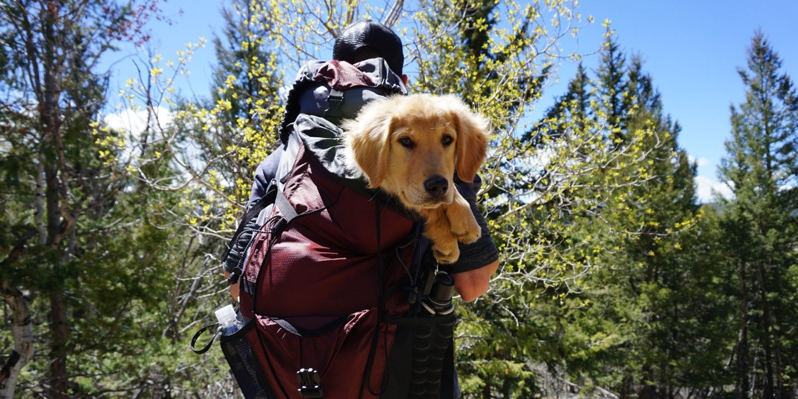 Dog hiking in backpack