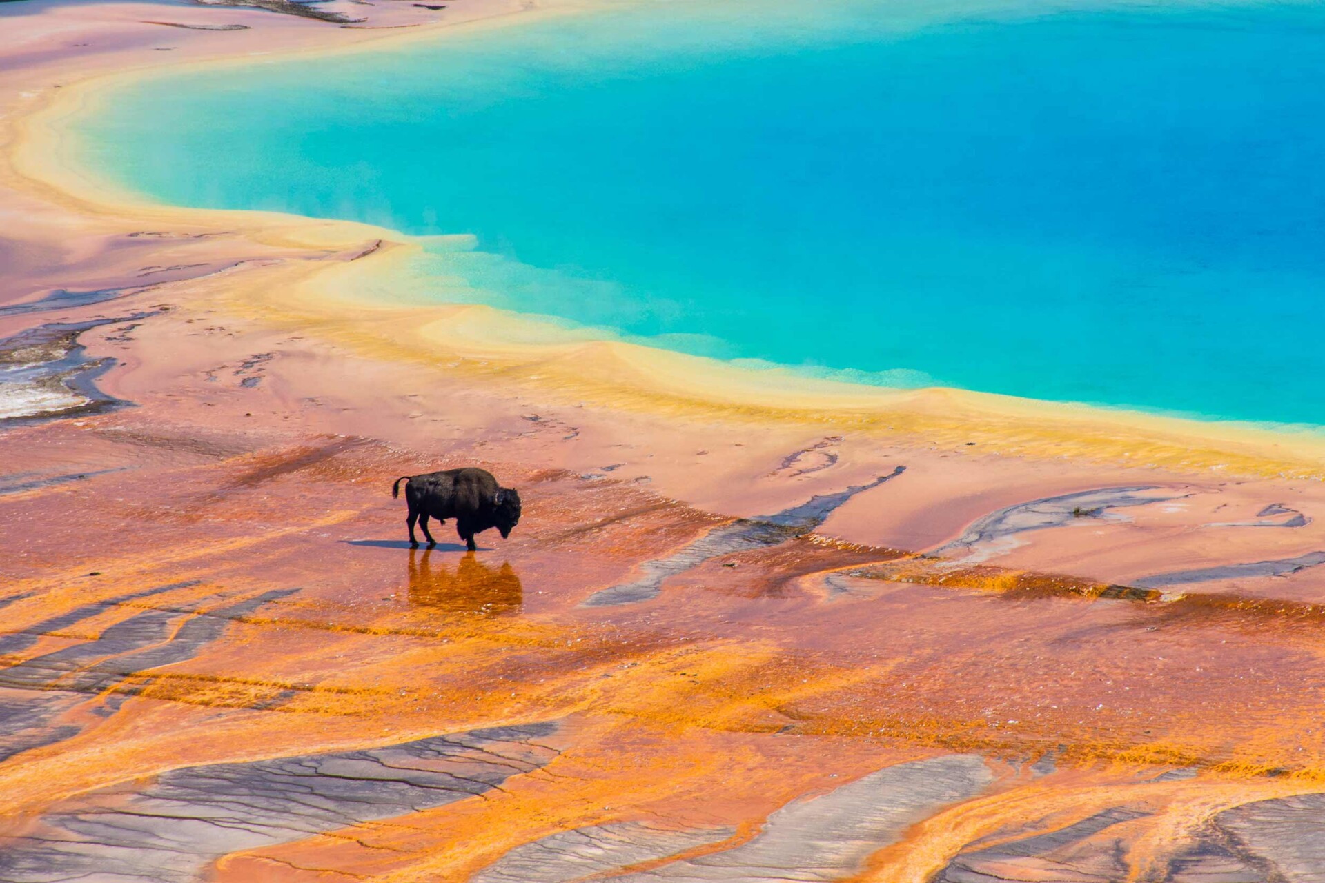 Bison and Grand Prismatic Spring Yellowstone