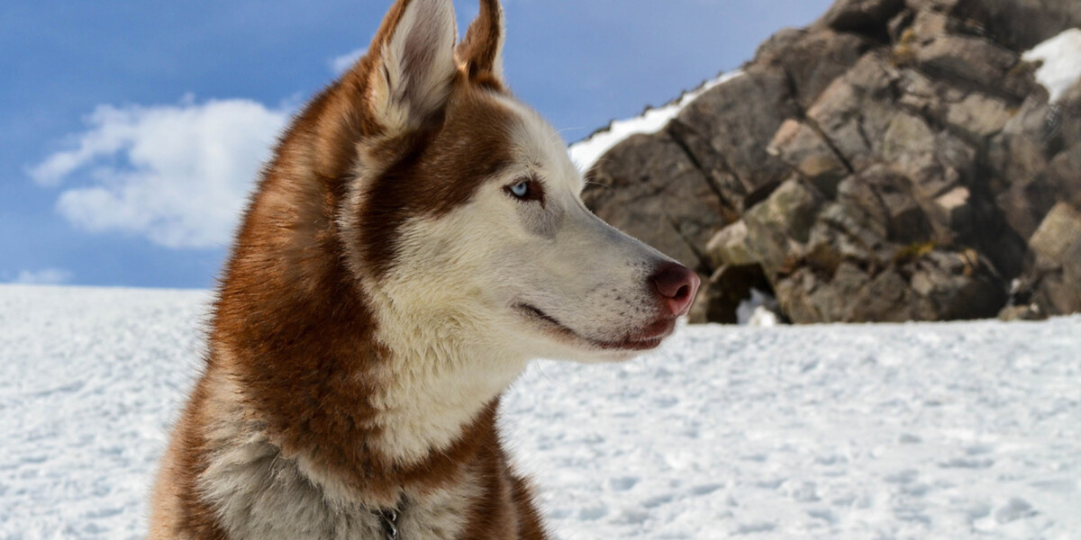 Dog sled dog sitting in snow red and white fur with crystal blue eyes