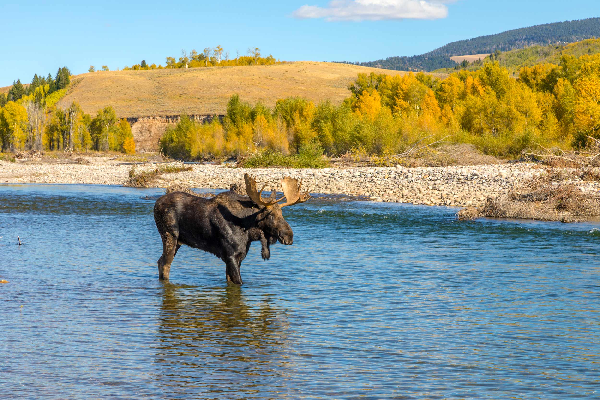 Moose in Fall in Jackson Hole