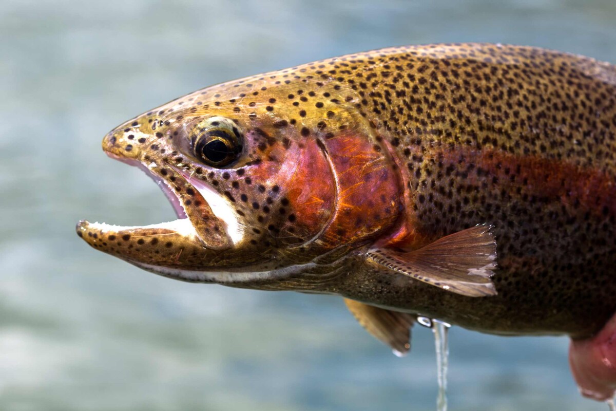 Rainbow trout