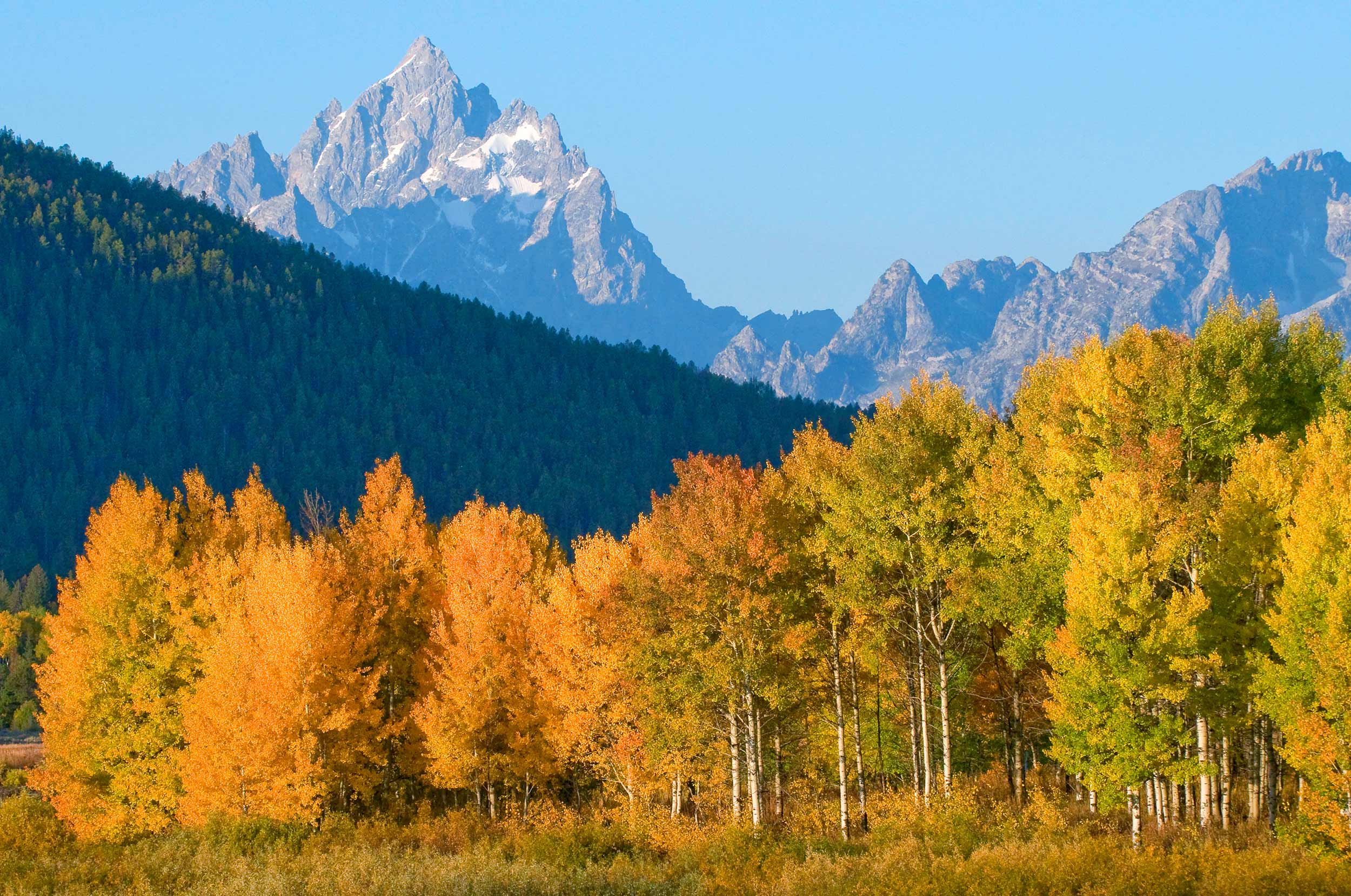 Fall Foliage against the Tetons