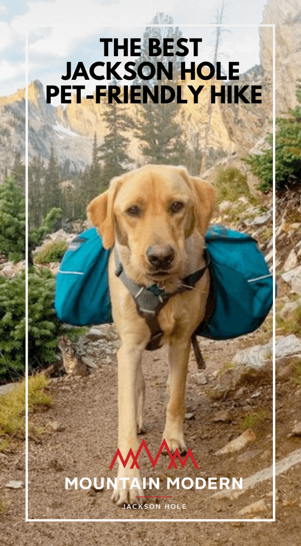 Dog on a hike