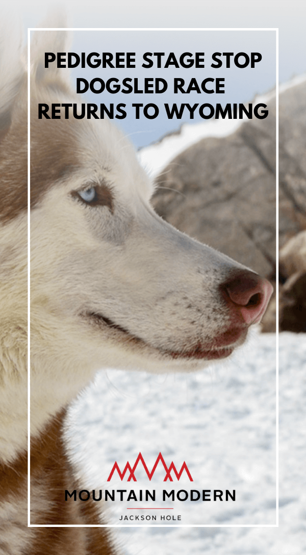 Husky dog profile in the snow