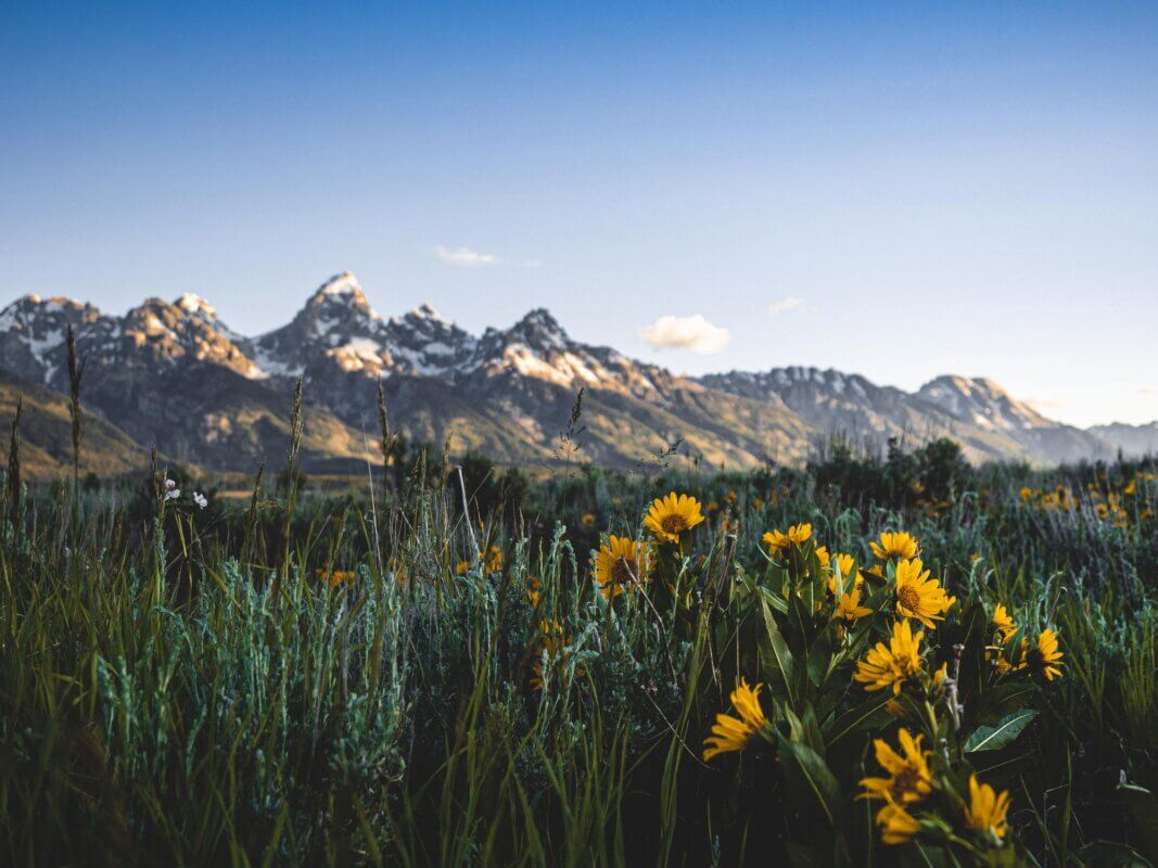 Wildflower-Meadows-Tetons-Spring