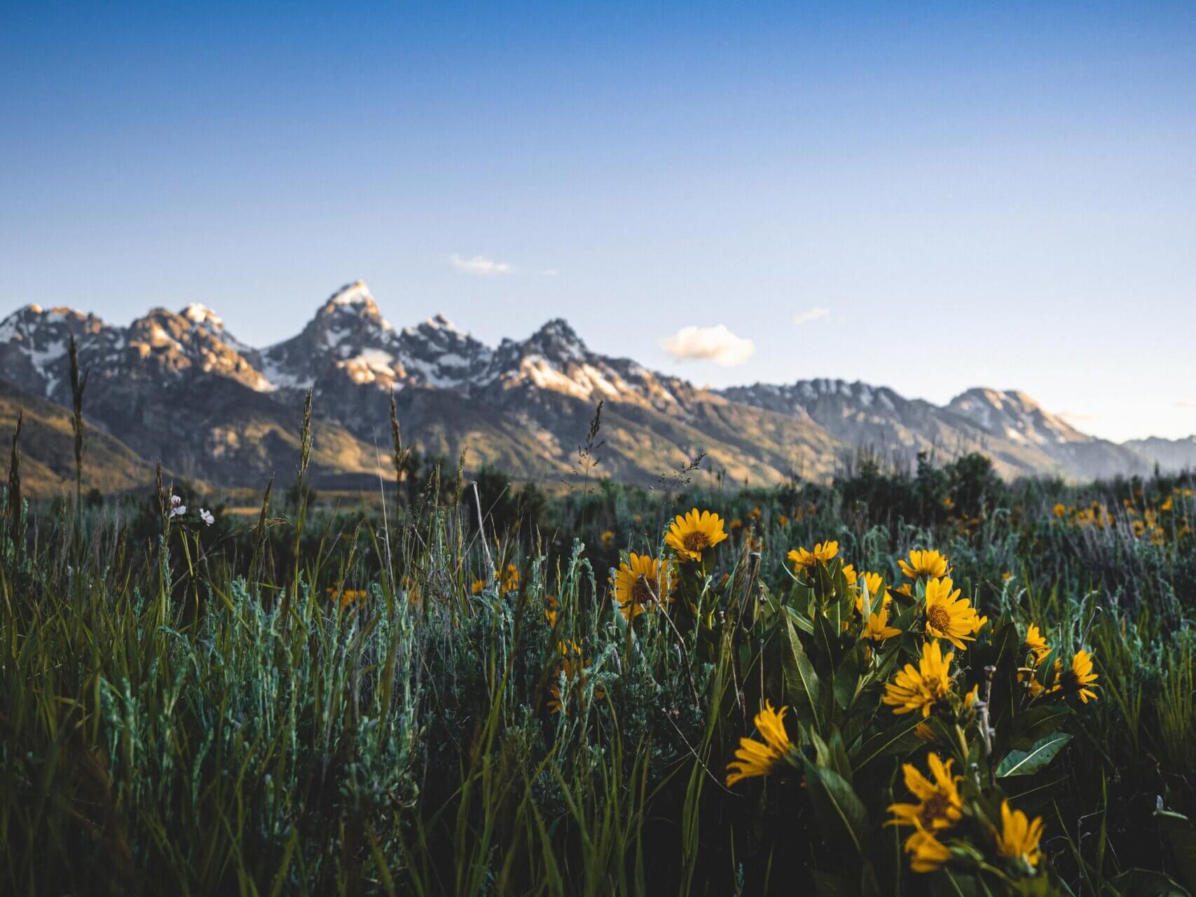 Wildflower-Meadows-Tetons-Spring