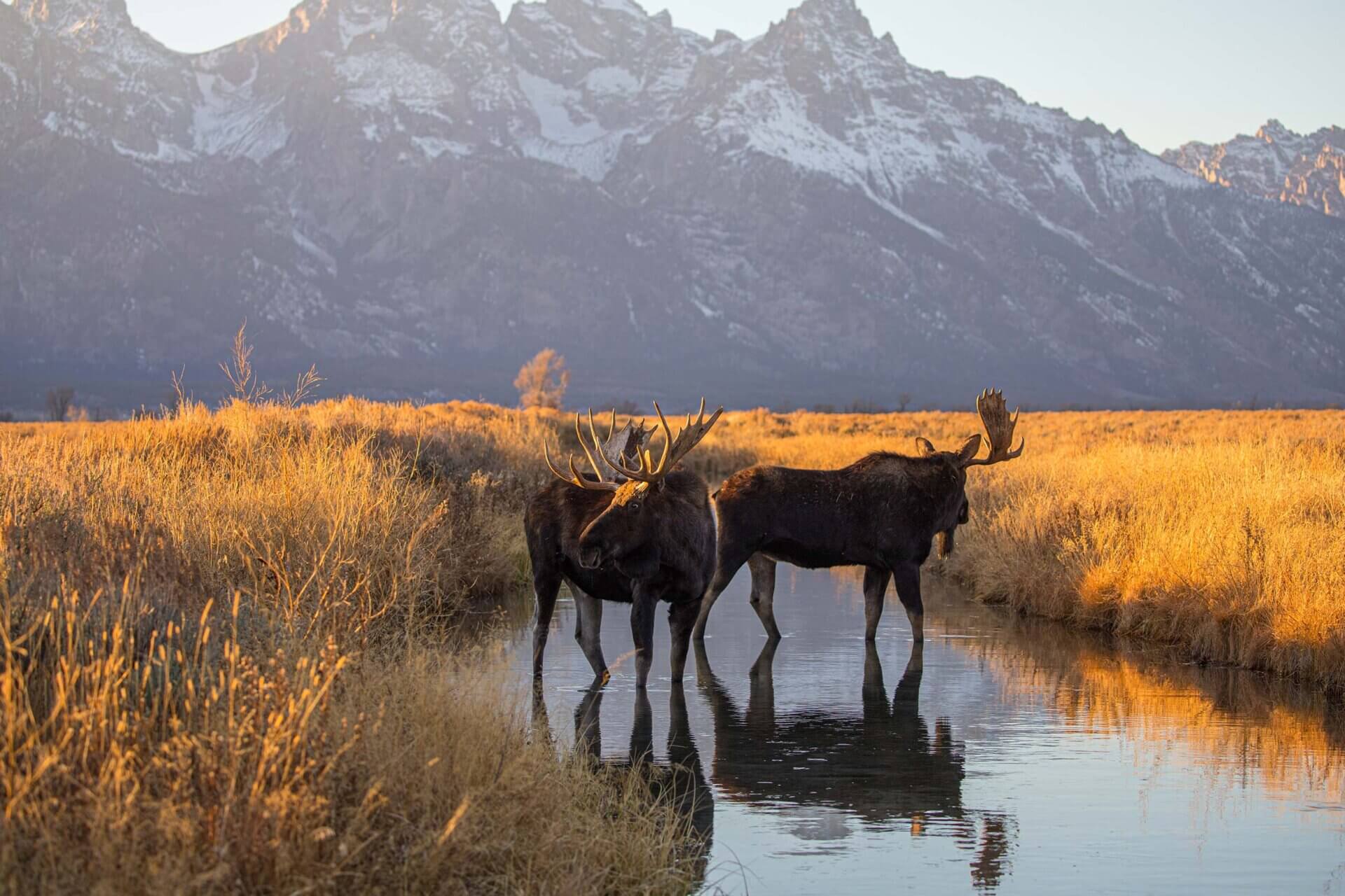 Moose in fall in stream among Tetons
