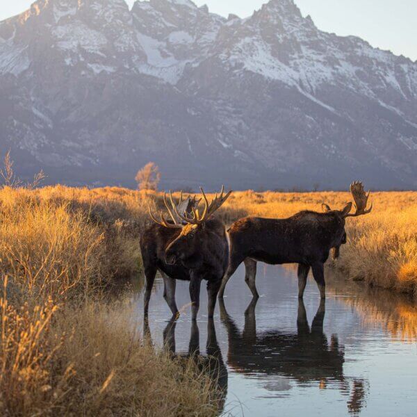 Moose in fall in stream among Tetons