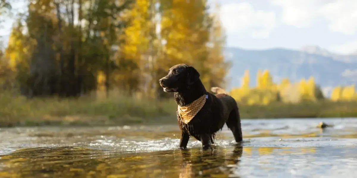 MODERNBEAST Jackson Hole