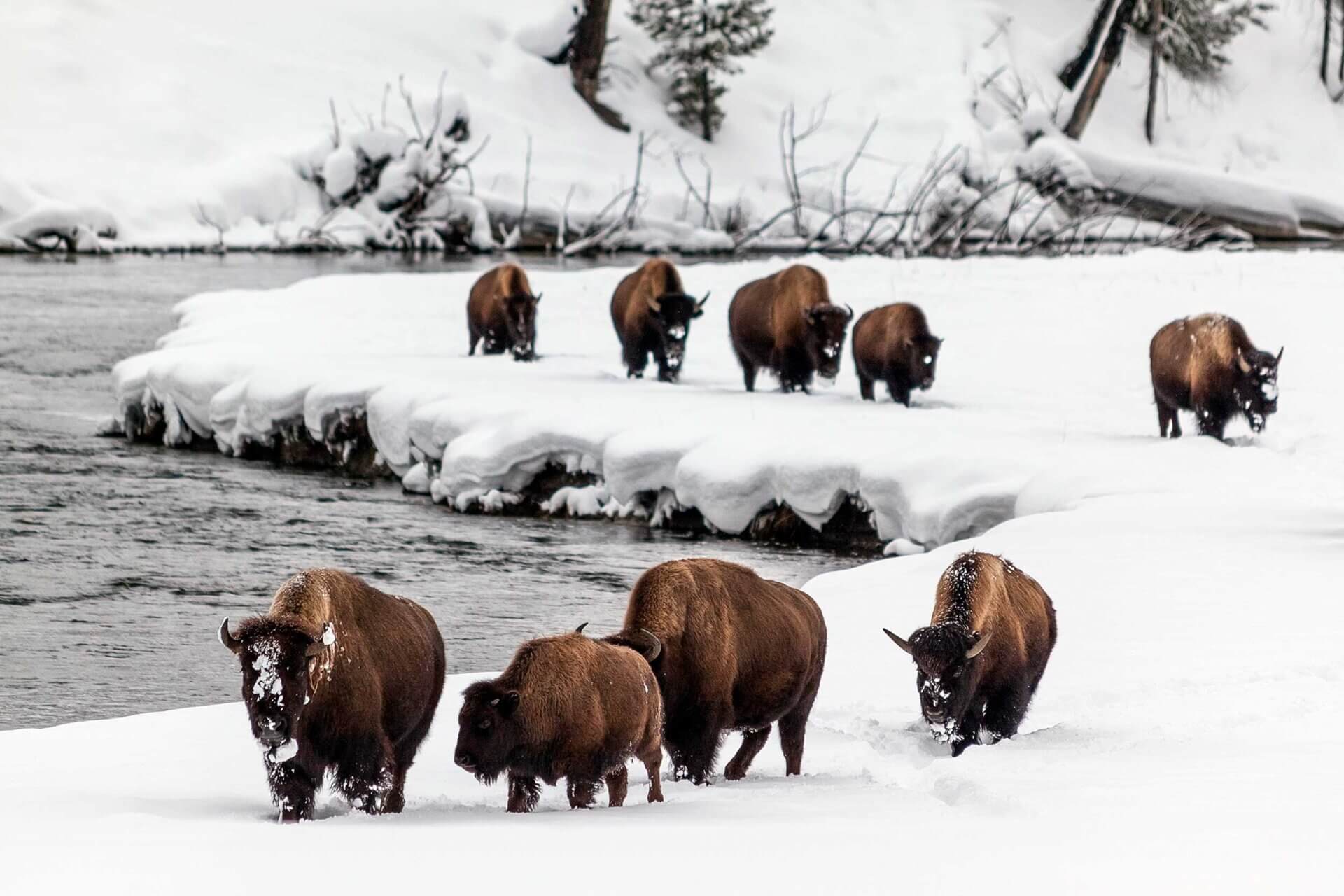 Bison in Yellowstone